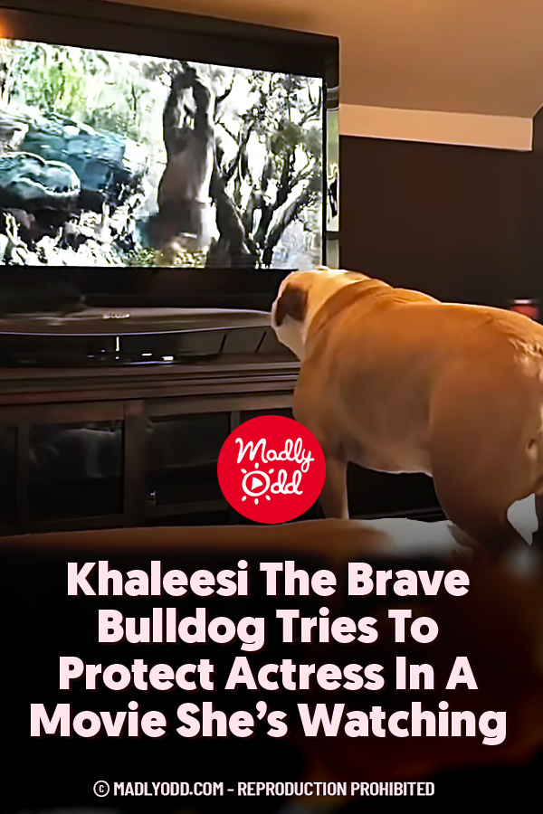 Khaleesi The Brave Bulldog Tries To Protect Actress In A Movie She’s Watching