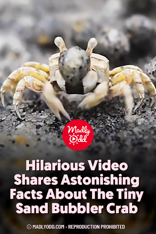 Hilarious Video Shares Astonishing Facts About The Tiny Sand Bubbler Crab