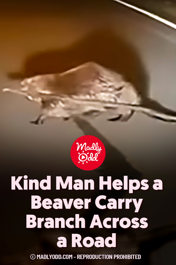Kind Man Helps a Beaver Carry Branch Across a Road