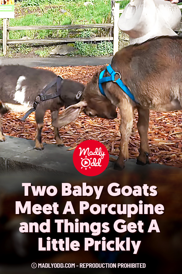 Two Baby Goats Meet A Porcupine and Things Get A Little Prickly