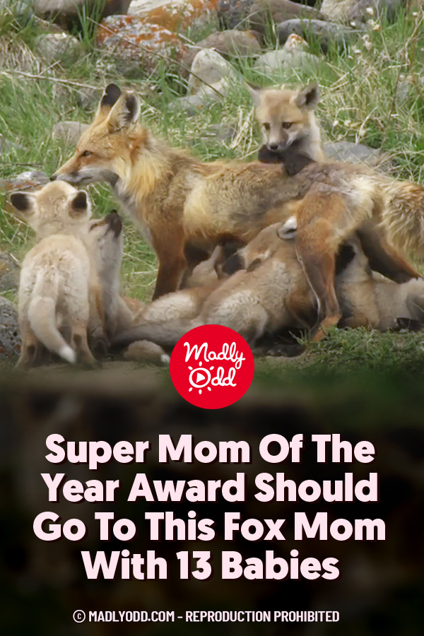 Super Mom Of The Year Award Should Go To This Fox Mom With 13 Babies