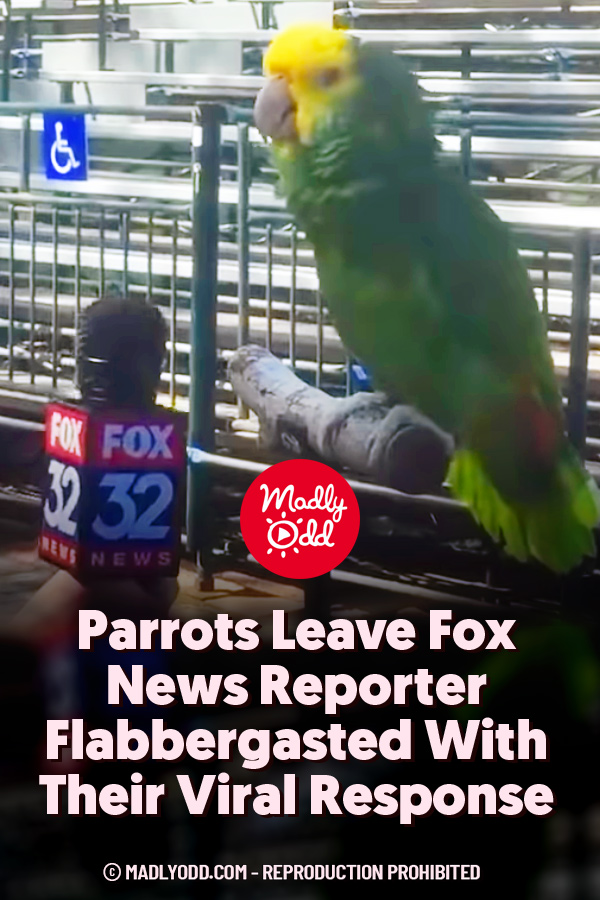 Parrots Leave Fox News Reporter Flabbergasted With Their Viral Response