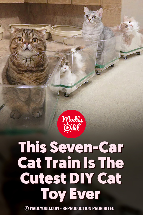 This Seven-Car Cat Train Is The Cutest DIY Cat Toy Ever