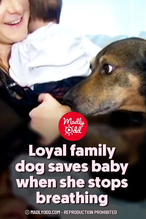 Loyal Family Dog Saves Baby When She Stops Breathing