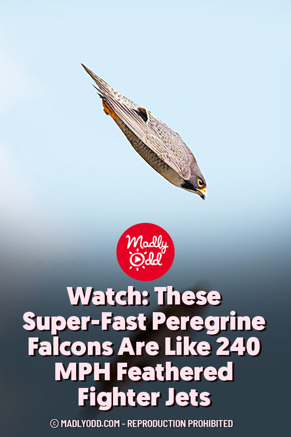 Watch: These Super-Fast Peregrine Falcons Are Like 240 MPH Feathered Fighter Jets