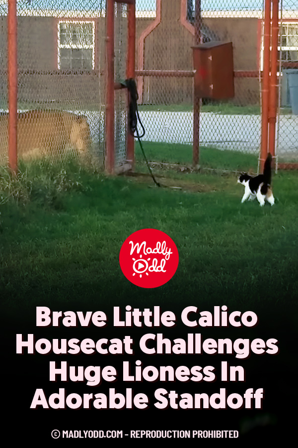 Brave Little Calico Housecat Challenges Huge Lioness In Adorable Standoff