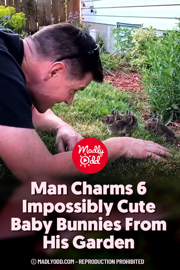 Man Charms 6 Impossibly Cute Baby Bunnies From His Garden