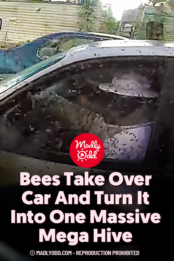 Bees Take Over Car And Turn It Into One Massive Mega Hive