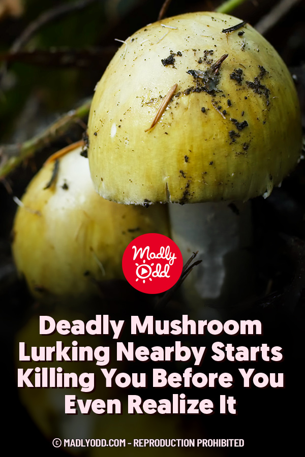 Deadly Mushroom Lurking Nearby Starts Killing You Before You Even Realize It