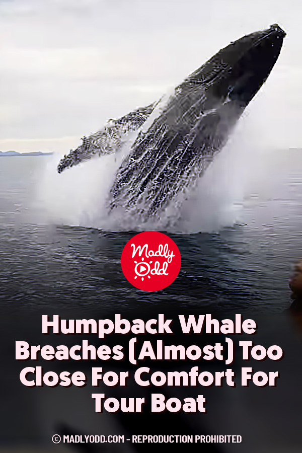 Humpback Whale Breaches (Almost) Too Close For Comfort For Tour Boat