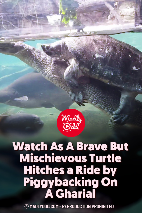 Watch As A Brave But Mischievous Turtle Hitches a Ride by Piggybacking On A Gharial
