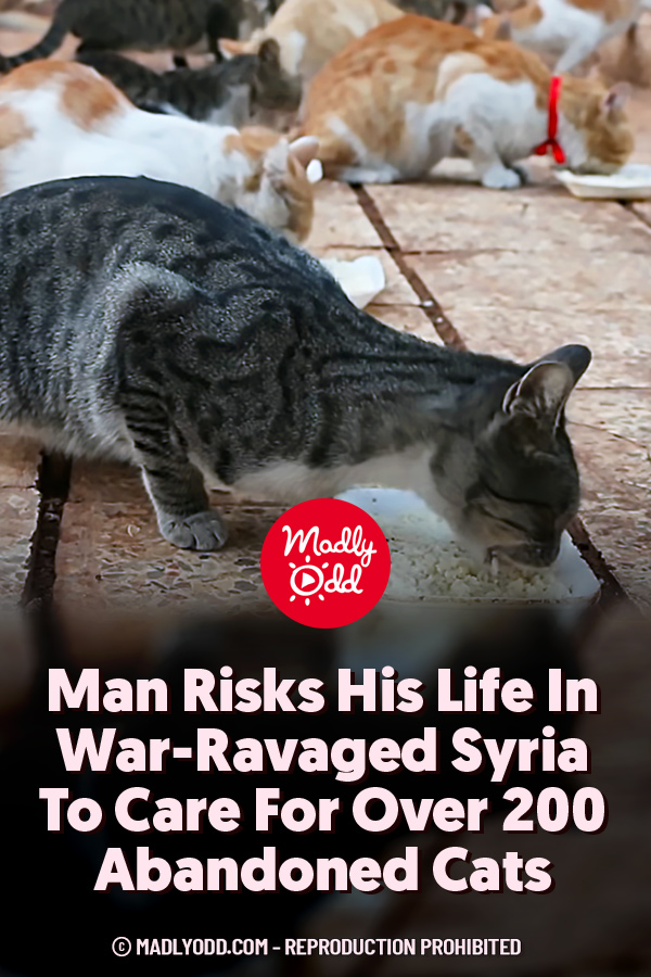 Man Risks His Life In War-Ravaged Syria To Care For Over 200 Abandoned Cats
