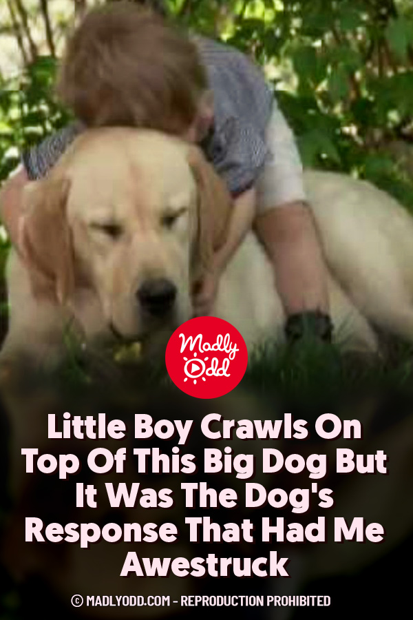 Little Boy Crawls On Top Of This Big Dog But It Was The Dog\'s Response That Had Me Awestruck