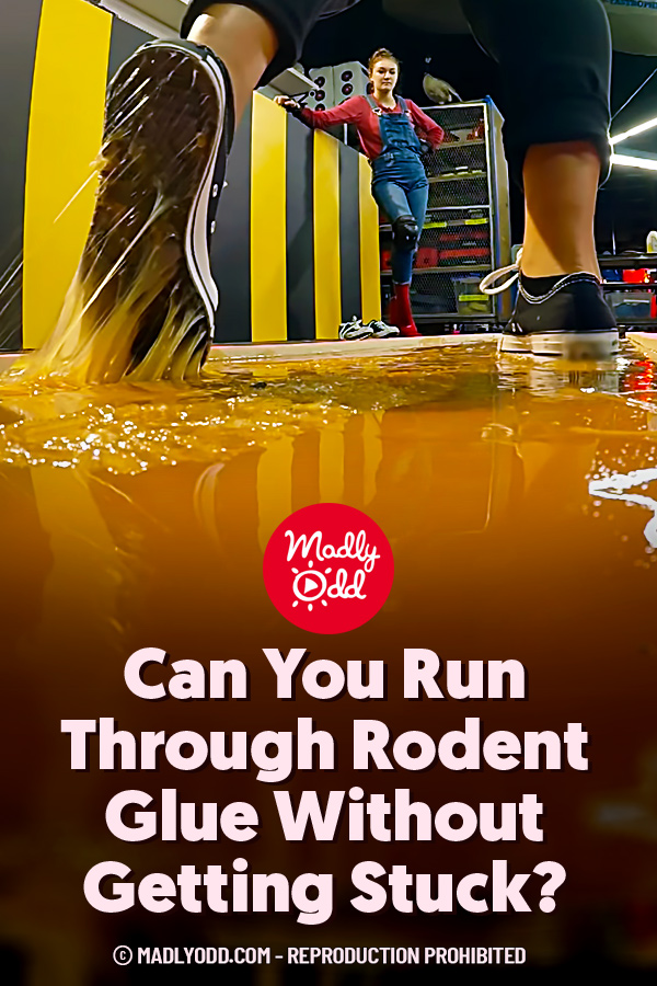 Can You Run Through Rodent Glue Without Getting Stuck?