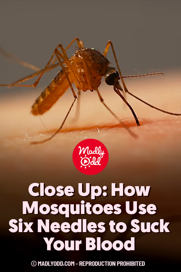 Close Up: How Mosquitoes Use Six Needles to Suck Your Blood
