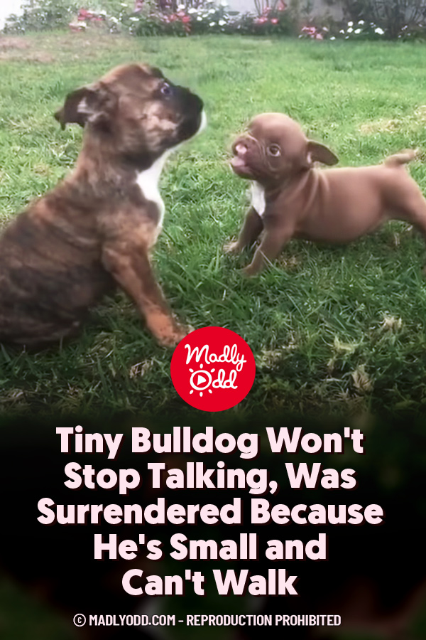 Tiny Bulldog Won\'t Stop Talking, Was Surrendered Because He\'s Small and Can\'t Walk