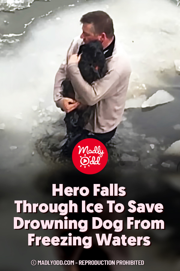 Hero Falls Through Ice To Save Drowning Dog From Freezing Waters