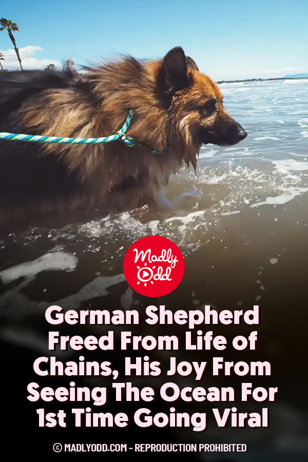 German Shepherd Freed From Life of Chains, His Joy From Seeing The Ocean For 1st Time Going Viral