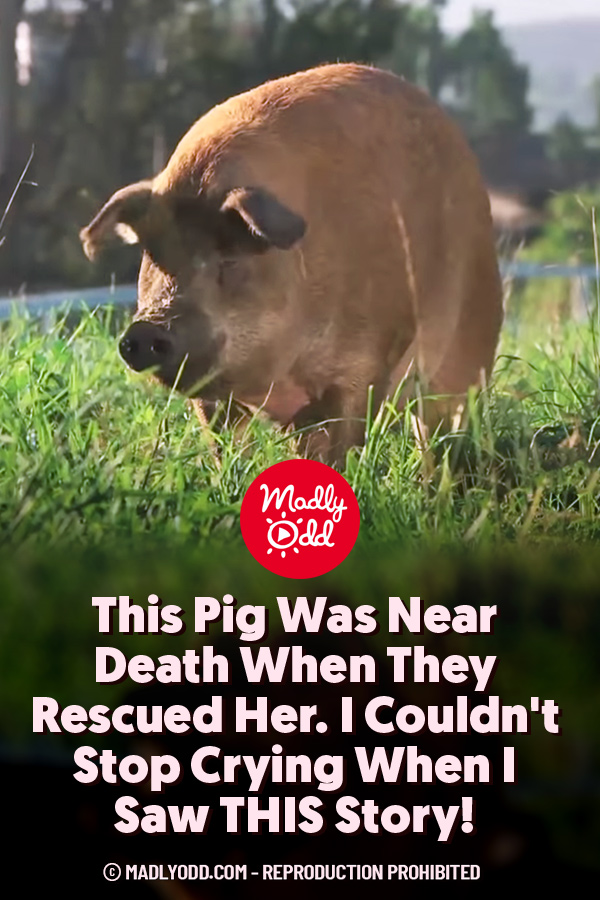 This Pig Was Near Death When They Rescued Her. I Couldn\'t Stop Crying When I Saw THIS Story!