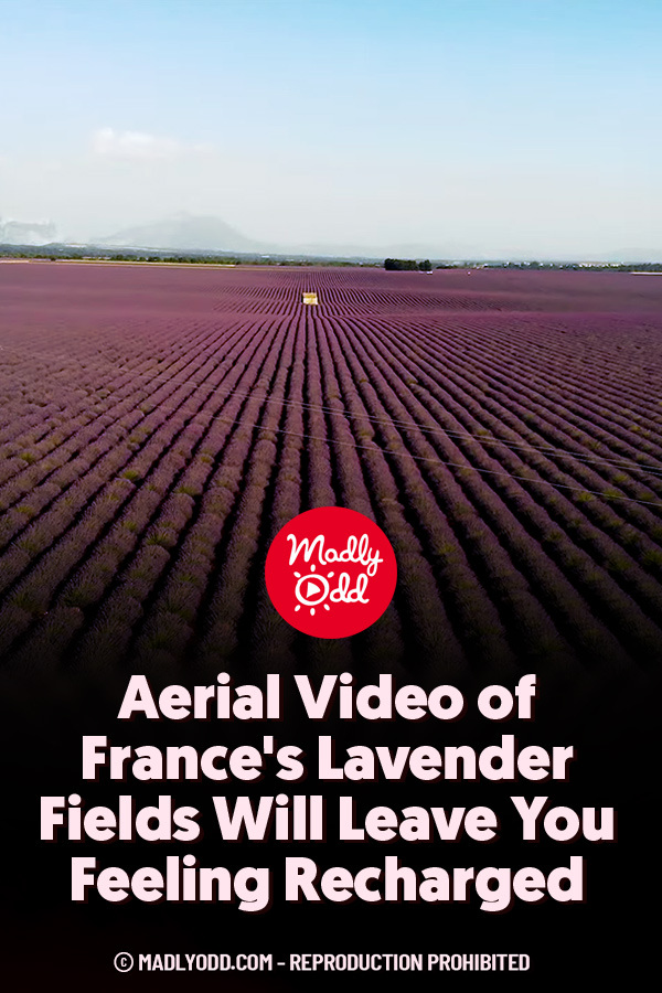 Aerial Video of France\'s Lavender Fields Will Leave You Feeling Recharged