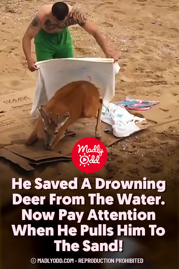 He Saved A Drowning Deer From The Water. Now Pay Attention When He Pulls Him To The Sand!