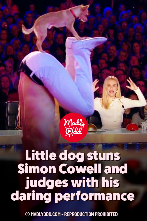 Little dog stuns Simon Cowell and judges with his daring performance