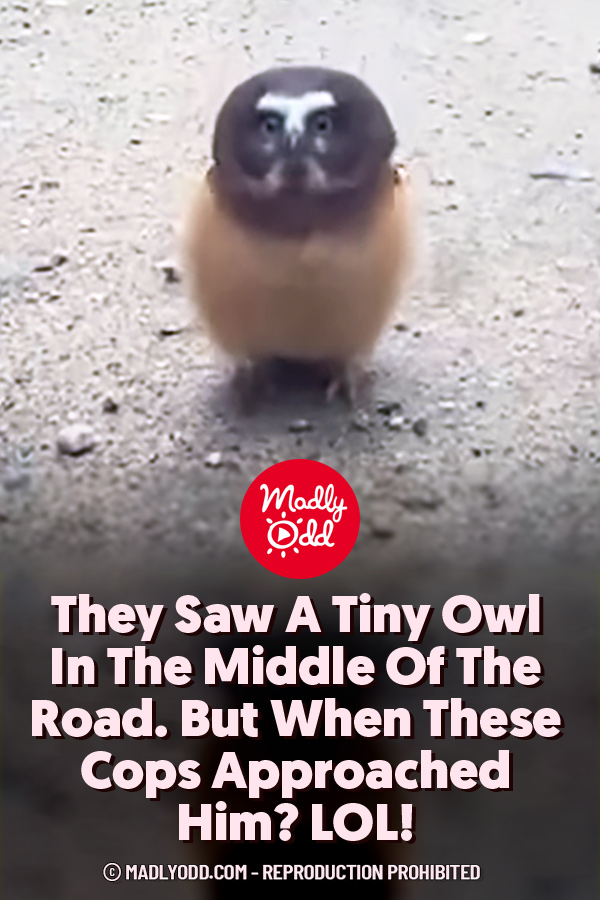 They Saw A Tiny Owl In The Middle Of The Road. But When These Cops Approached Him? LOL!