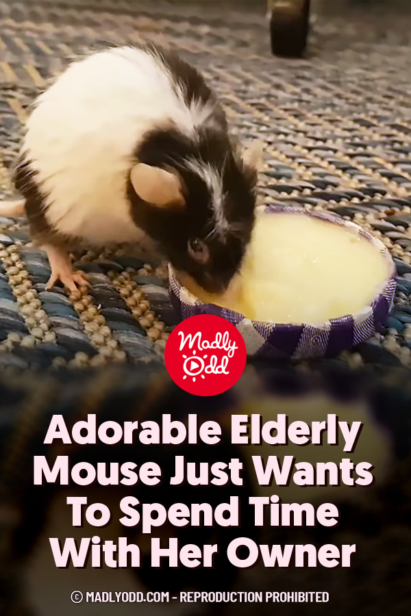 Adorable Elderly Mouse Just Wants To Spend Time With Her Owner