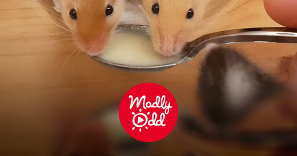 Pinterest Hidden Image