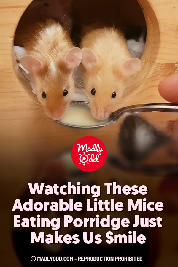 Watching These Adorable Little Mice Eating Porridge Just Makes Us Smile