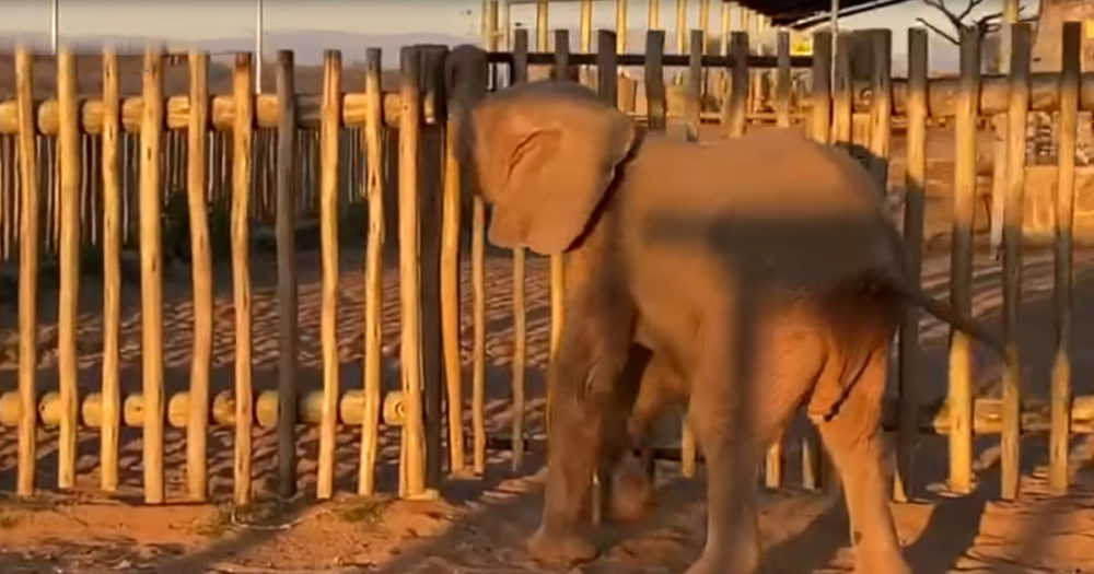 Og1 Baby Elephant With High Iq Shows Off Impressive Skills 1