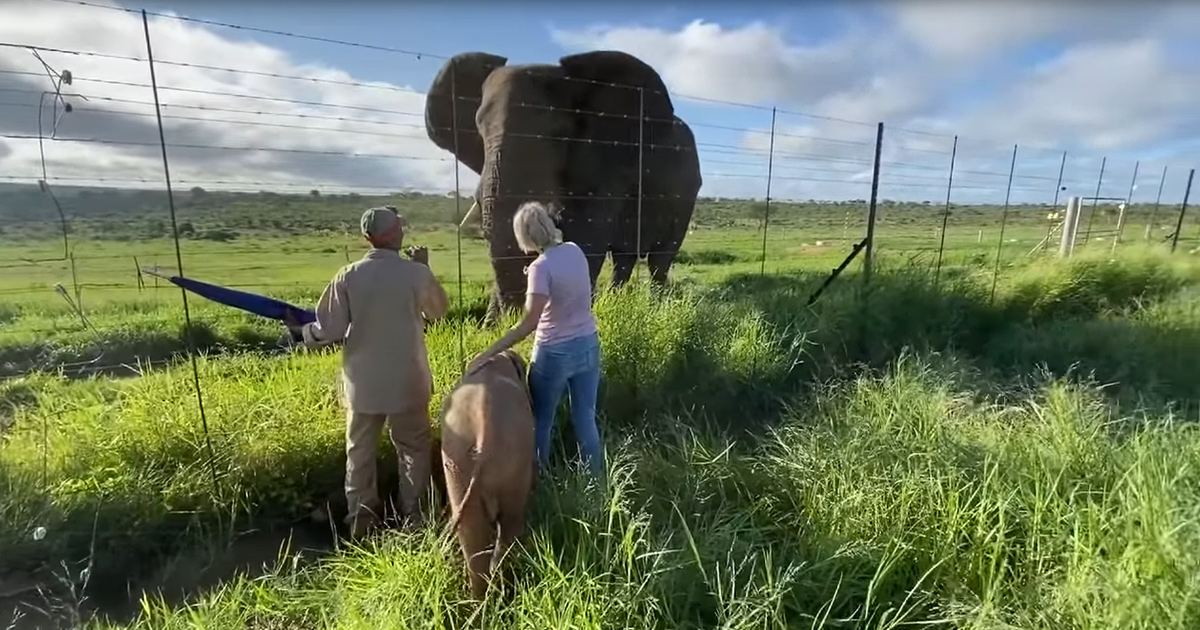 Og1 Orphaned Baby Elephant Was Destined To Meet This Bull Elephant One Day