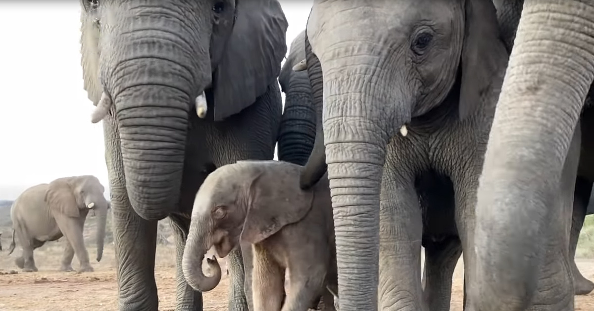 Og1 Precious Orphaned Baby Elephant Finds Security In New Herd