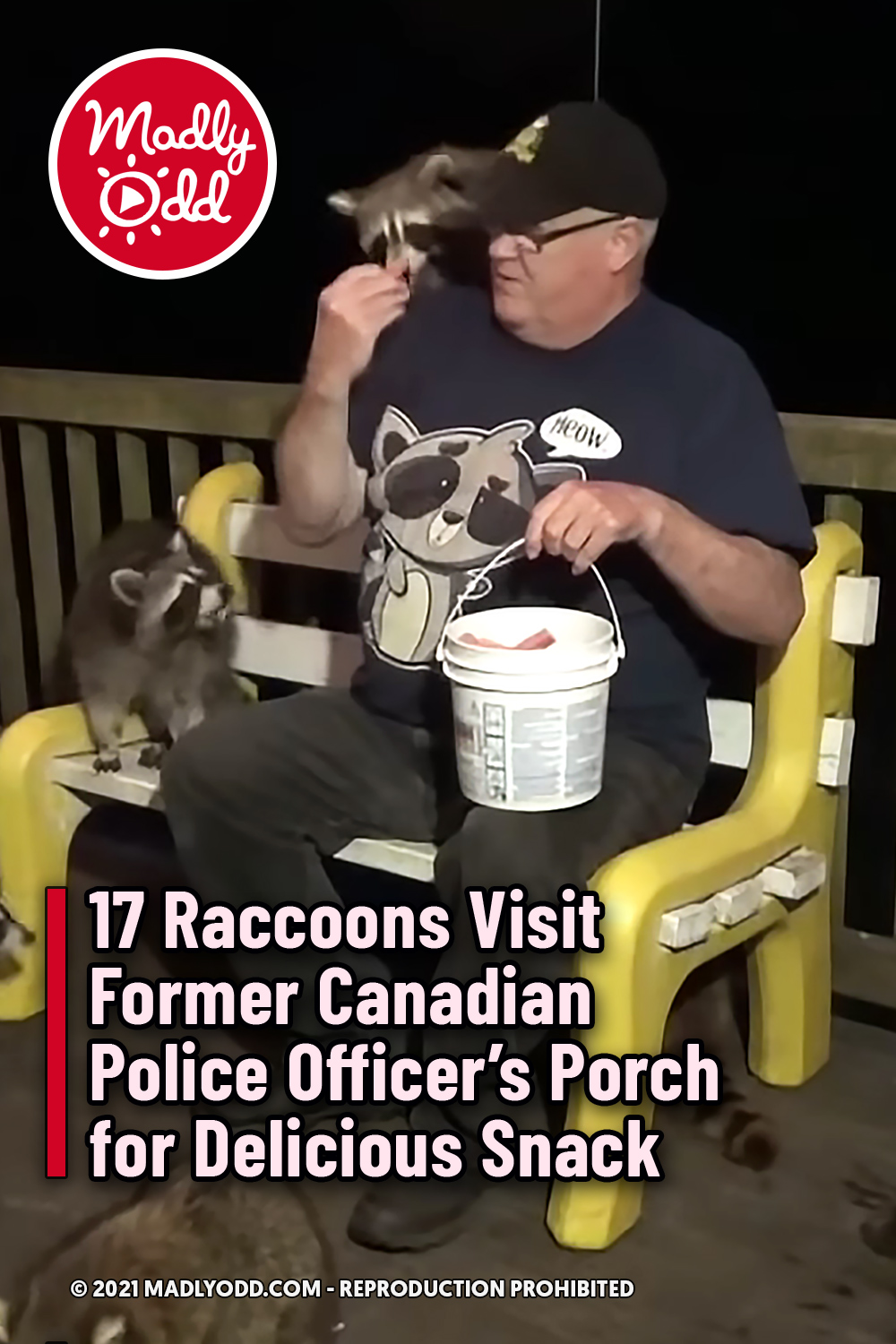 17 Raccoons Visit Former Canadian Police Officer’s Porch for Delicious Snack