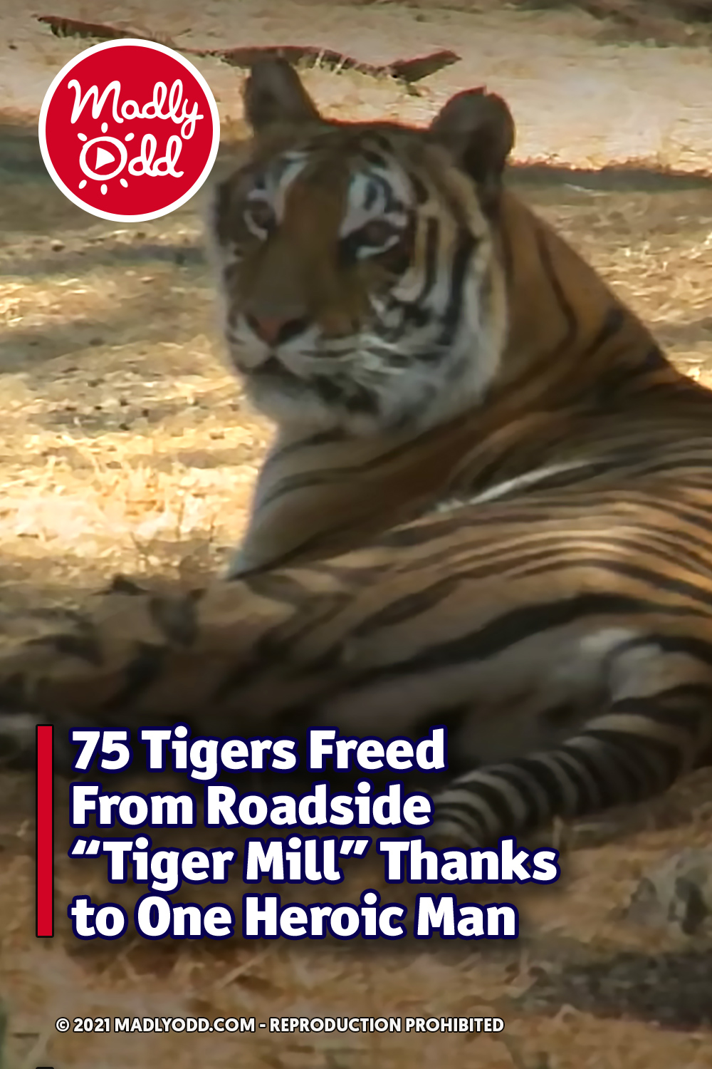 75 Tigers Freed From Roadside “Tiger Mill” Thanks to One Heroic Man