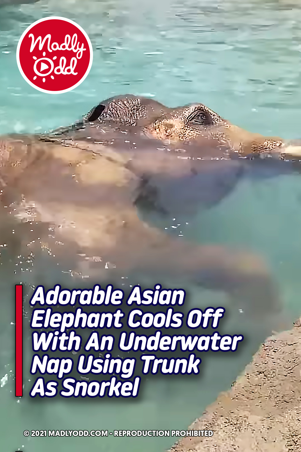 Adorable Asian Elephant Cools Off With An Underwater Nap Using Trunk As Snorkel