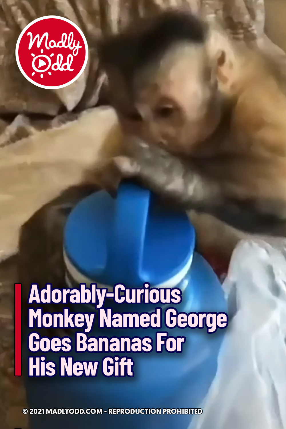 Adorably-Curious Monkey Named George Goes Bananas For His New Gift
