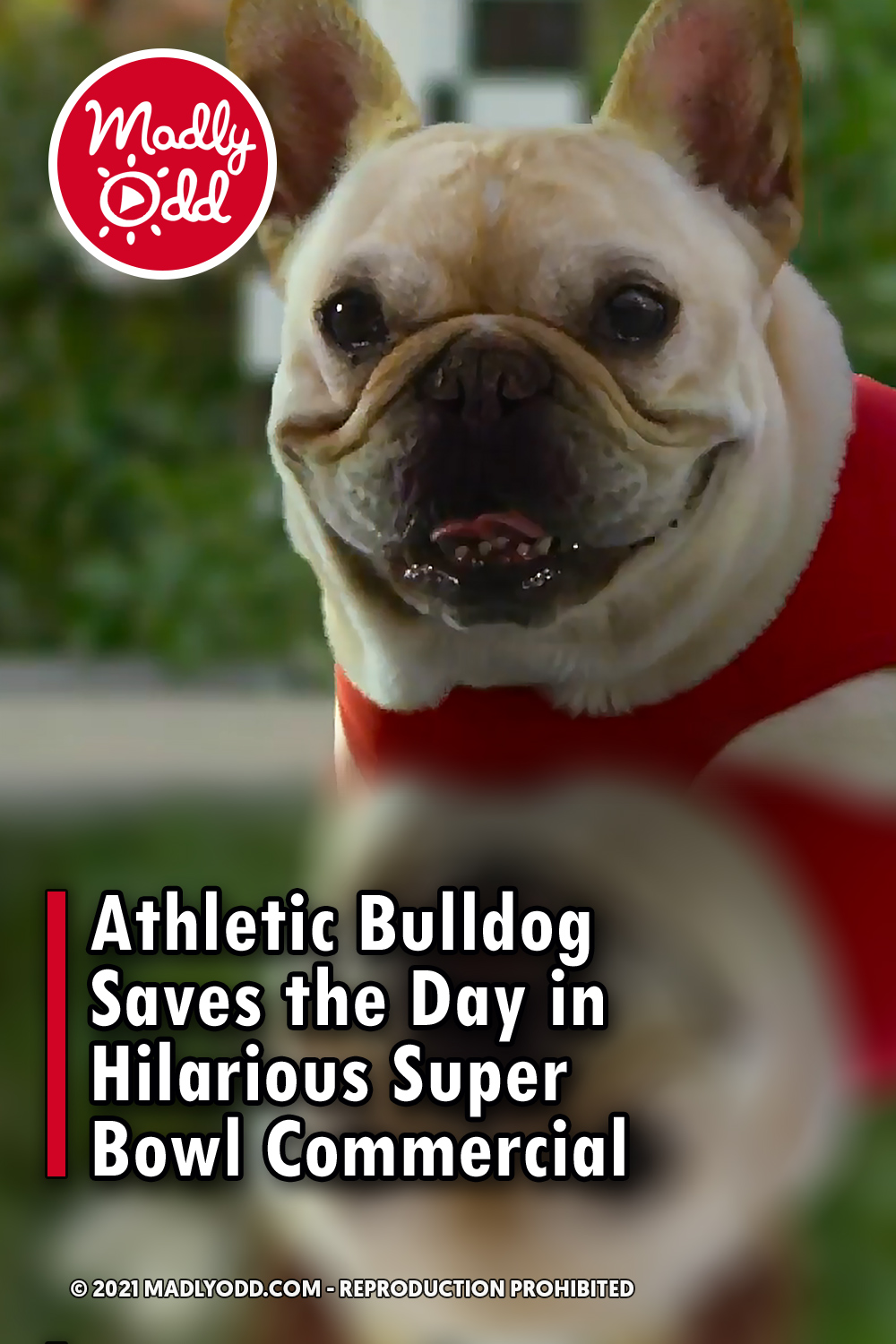 Athletic Bulldog Saves the Day in Hilarious Super Bowl Commercial