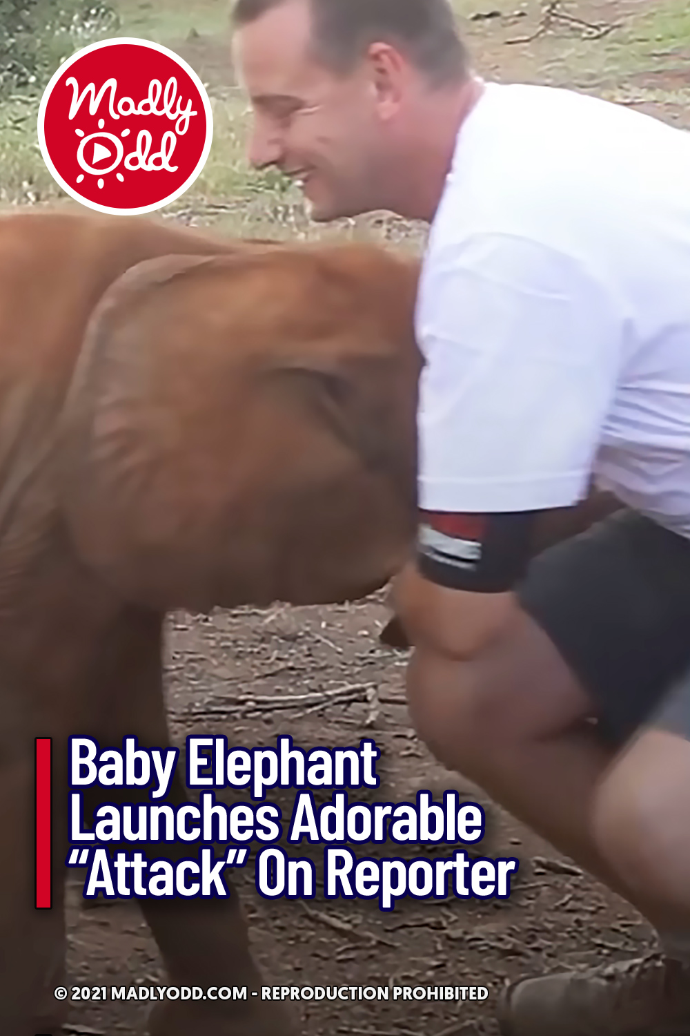 Baby Elephant Launches Adorable “Attack” On Reporter