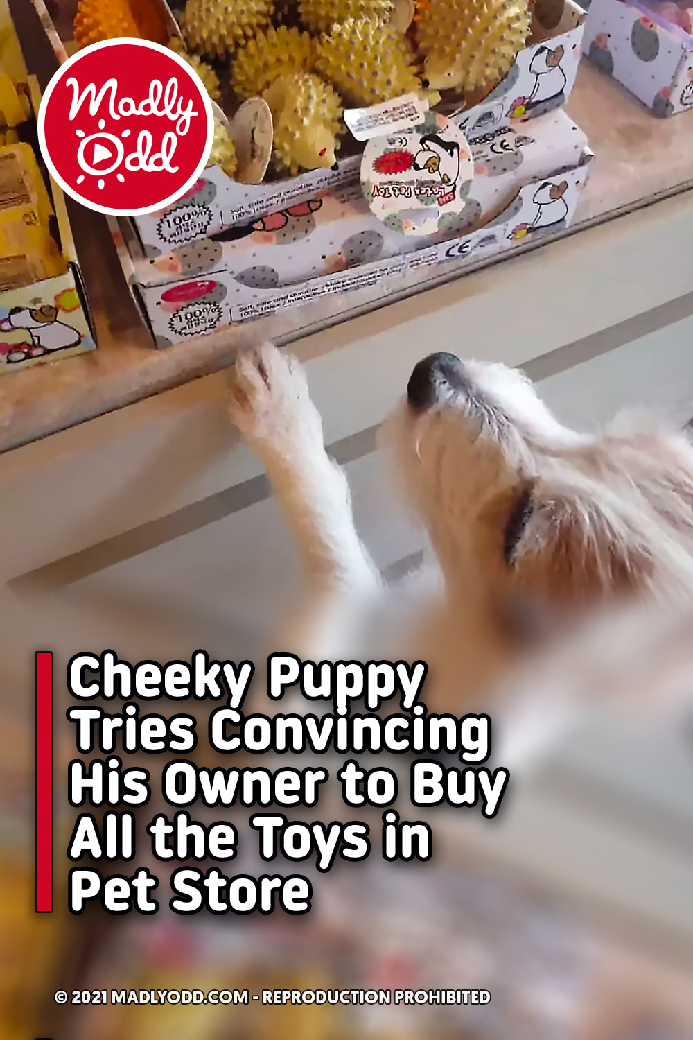 Cheeky Puppy Tries Convincing His Owner to Buy All the Toys in Pet Store