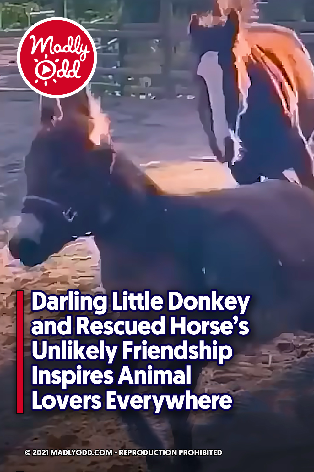 Darling Little Donkey and Rescued Horse’s Unlikely Friendship Inspires Animal Lovers Everywhere