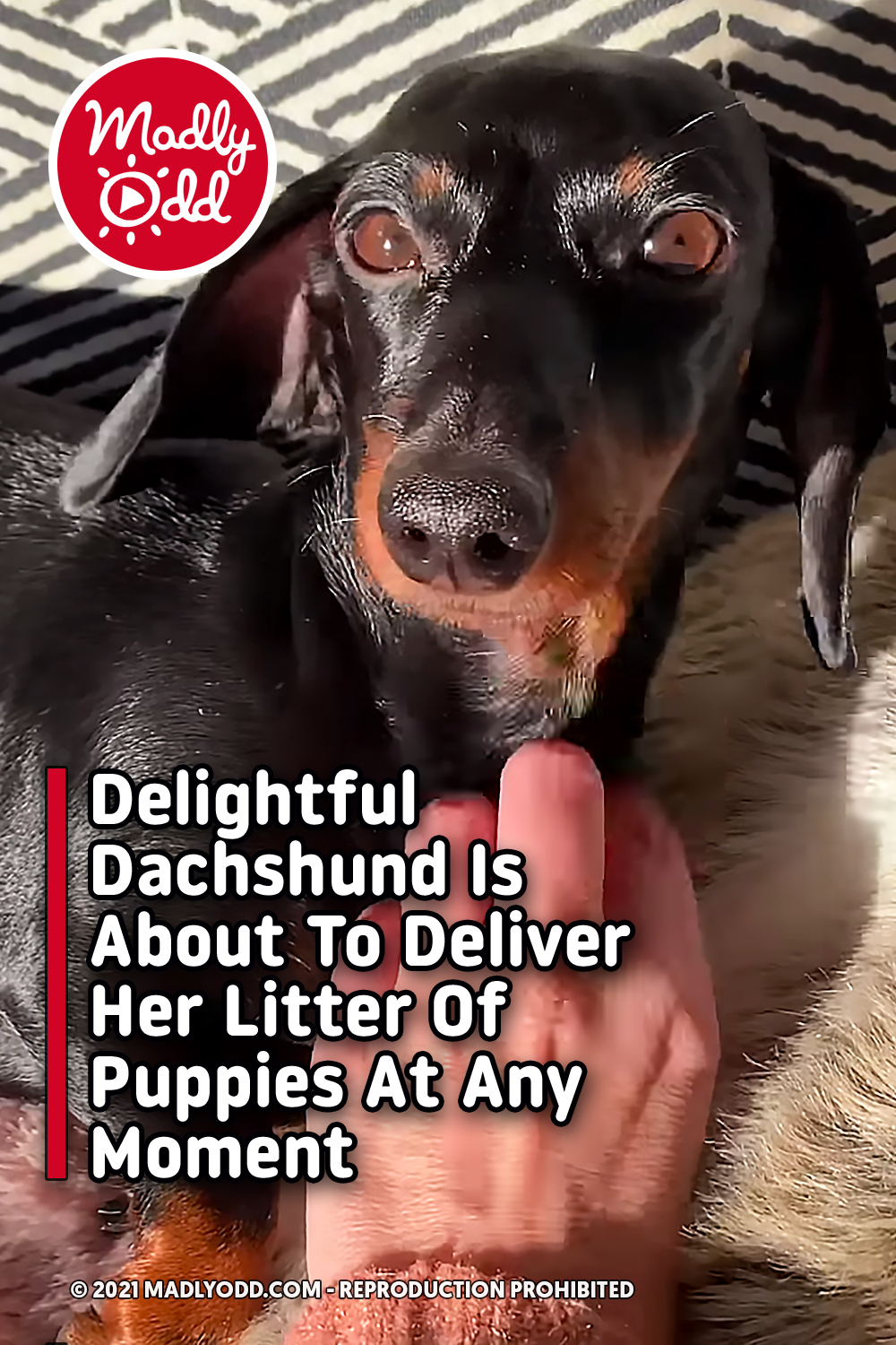 Delightful Dachshund Is About To Deliver Her Litter Of Puppies At Any Moment