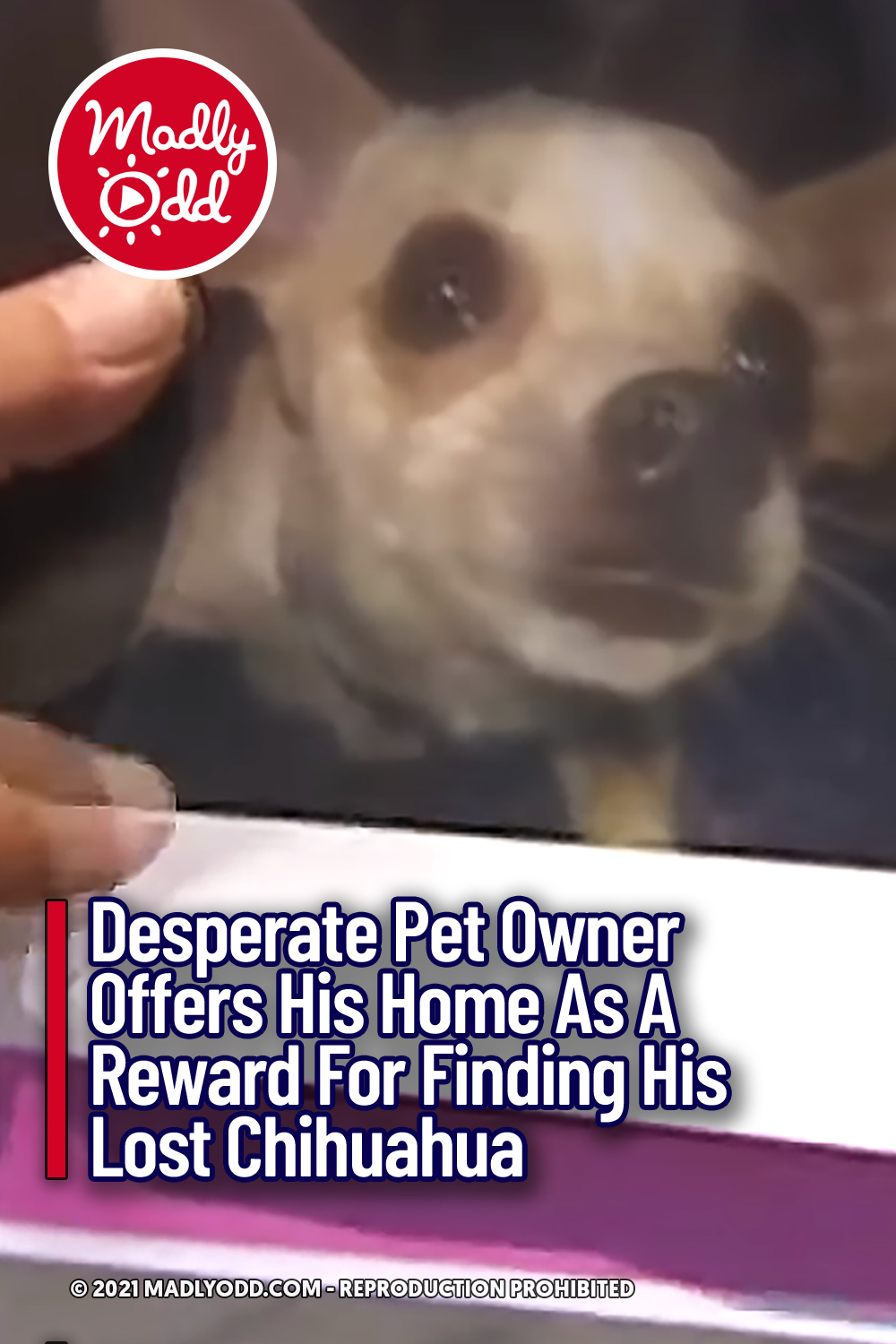 Desperate Pet Owner Offers His Home As A Reward For Finding His Lost Chihuahua