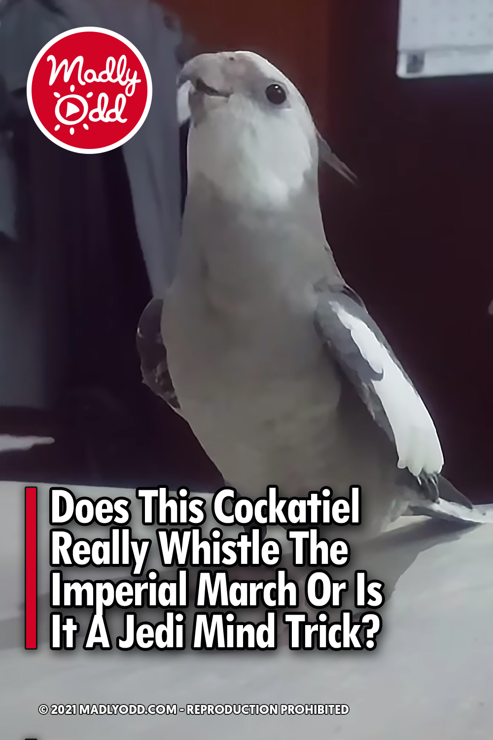 Does This Cockatiel Really Whistle The Imperial March Or Is It A Jedi Mind Trick?