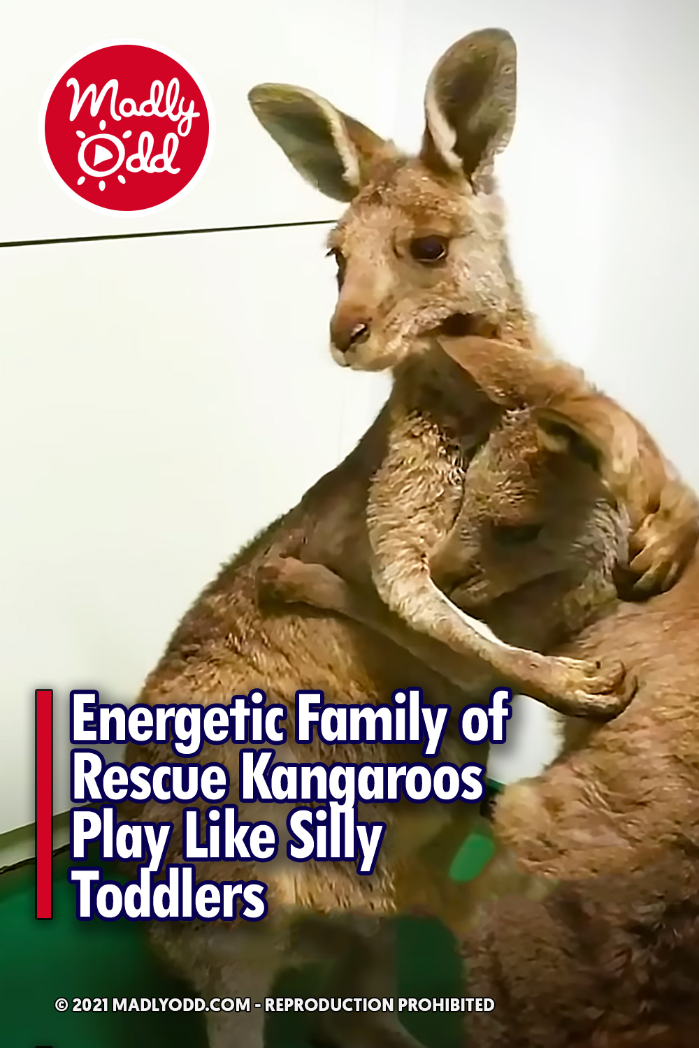 Energetic Family of Rescue Kangaroos Play Like Silly Toddlers