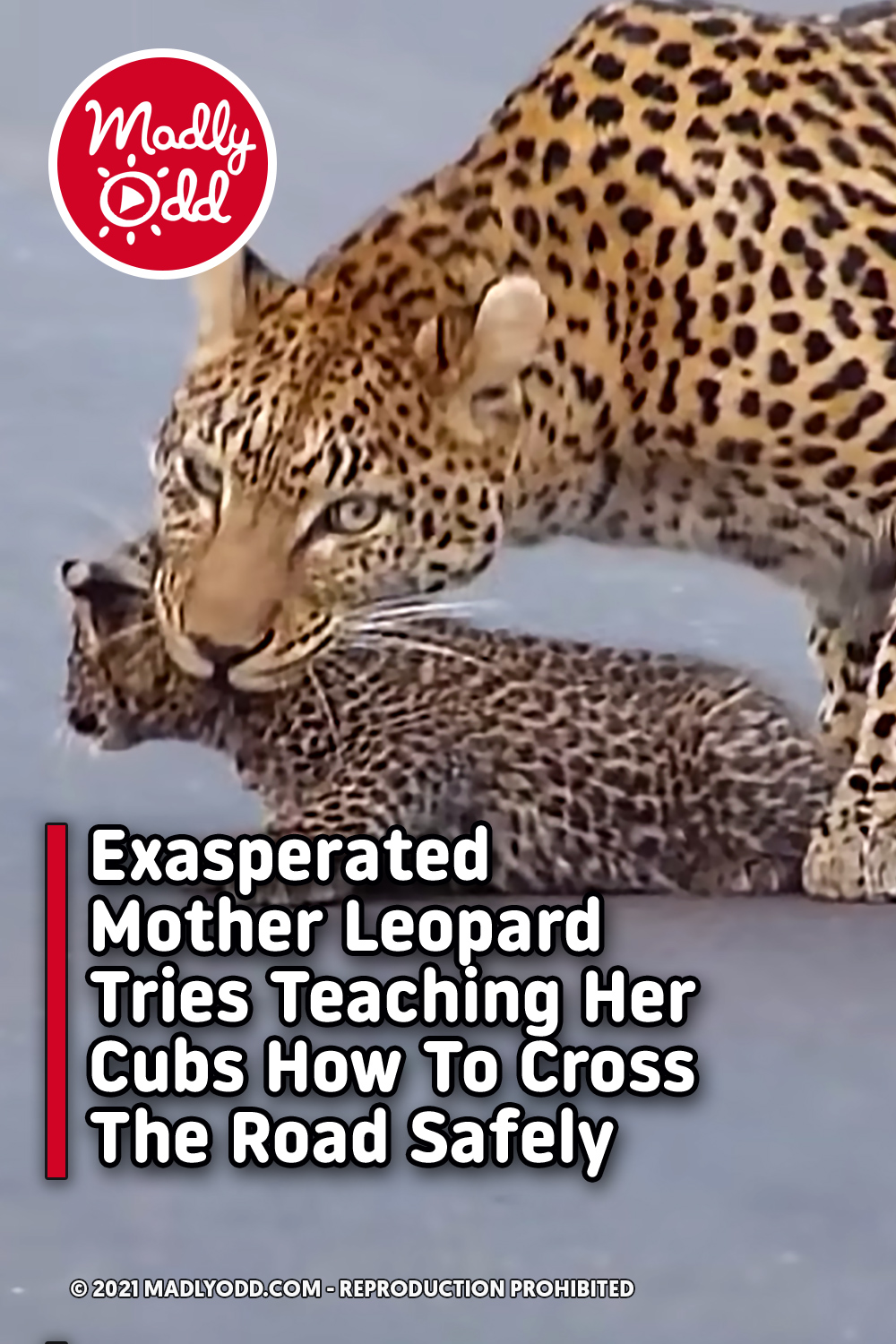 Exasperated Mother Leopard Tries Teaching Her Cubs How To Cross The Road Safely