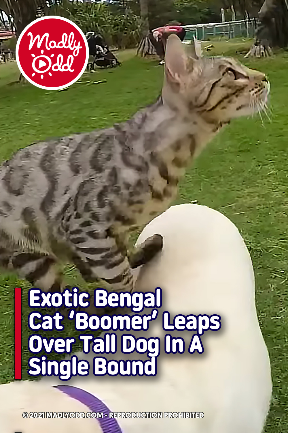 Exotic Bengal Cat ‘Boomer’ Leaps Over Tall Dog In A Single Bound