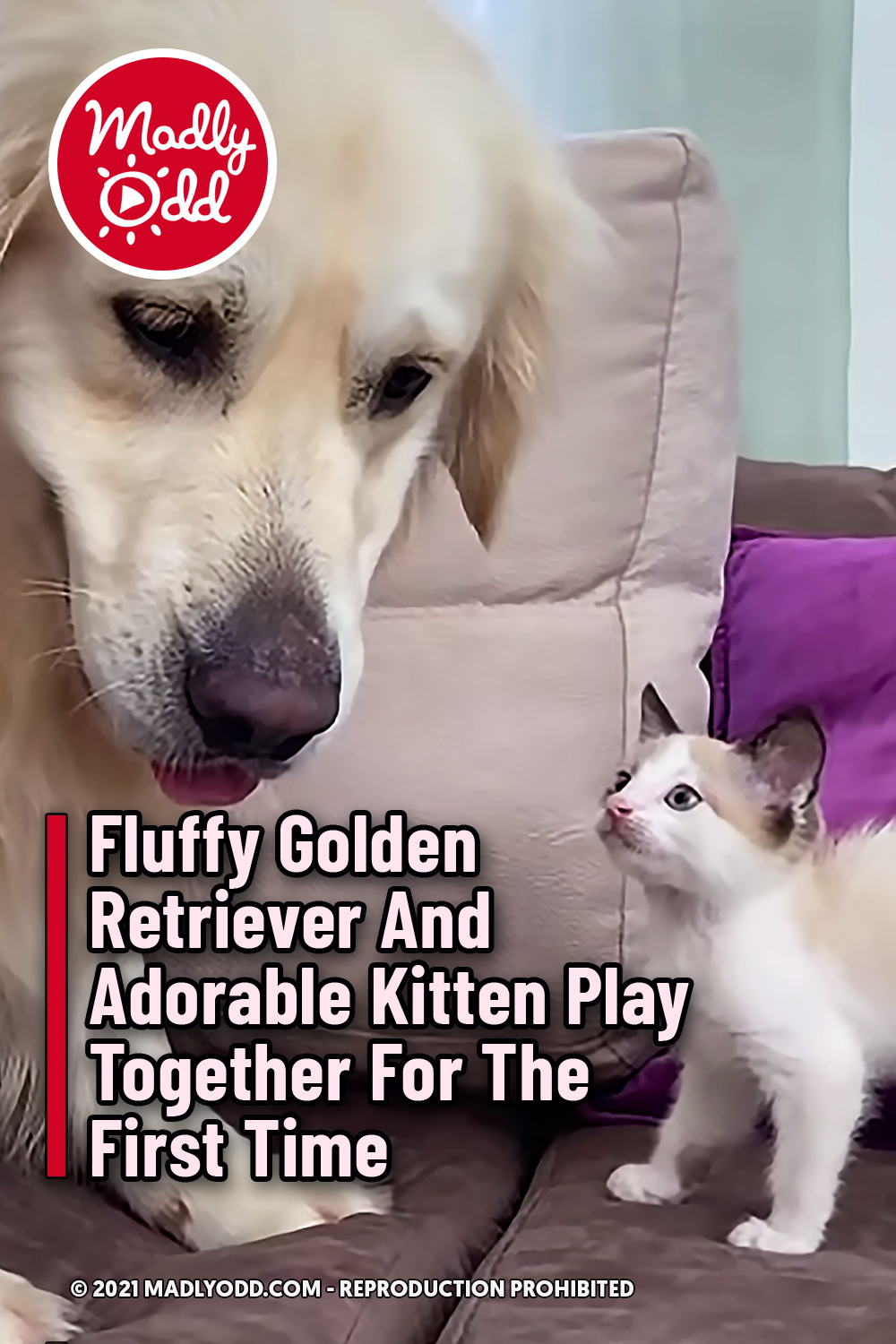 Fluffy Golden Retriever And Adorable Kitten Play Together For The First Time