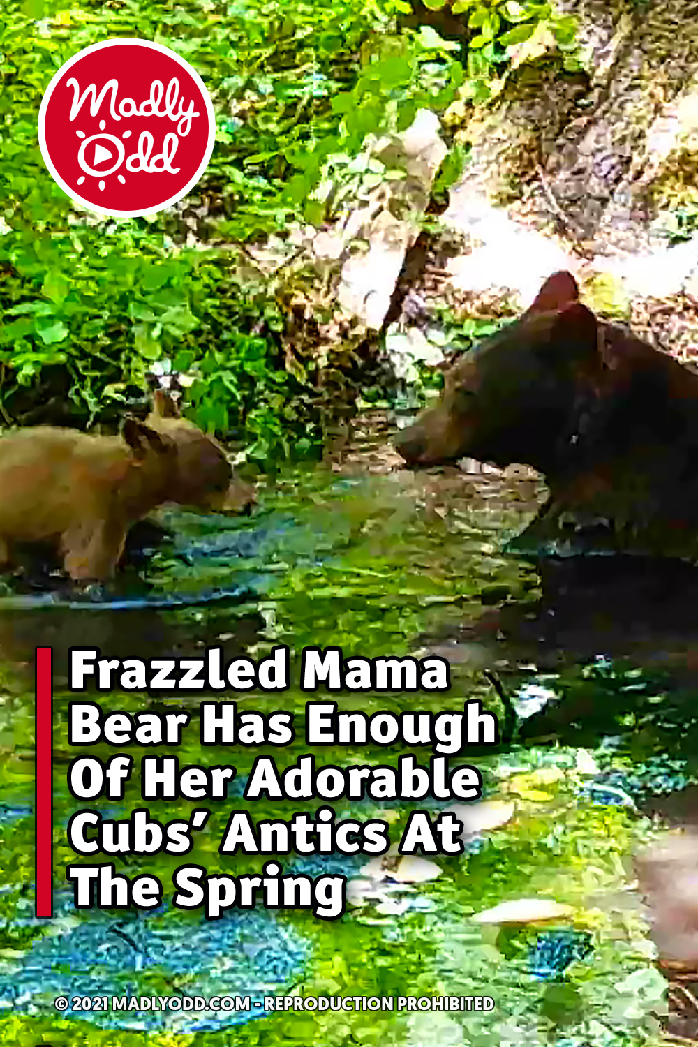 Frazzled Mama Bear Has Enough Of Her Adorable Cubs’ Antics At The Spring