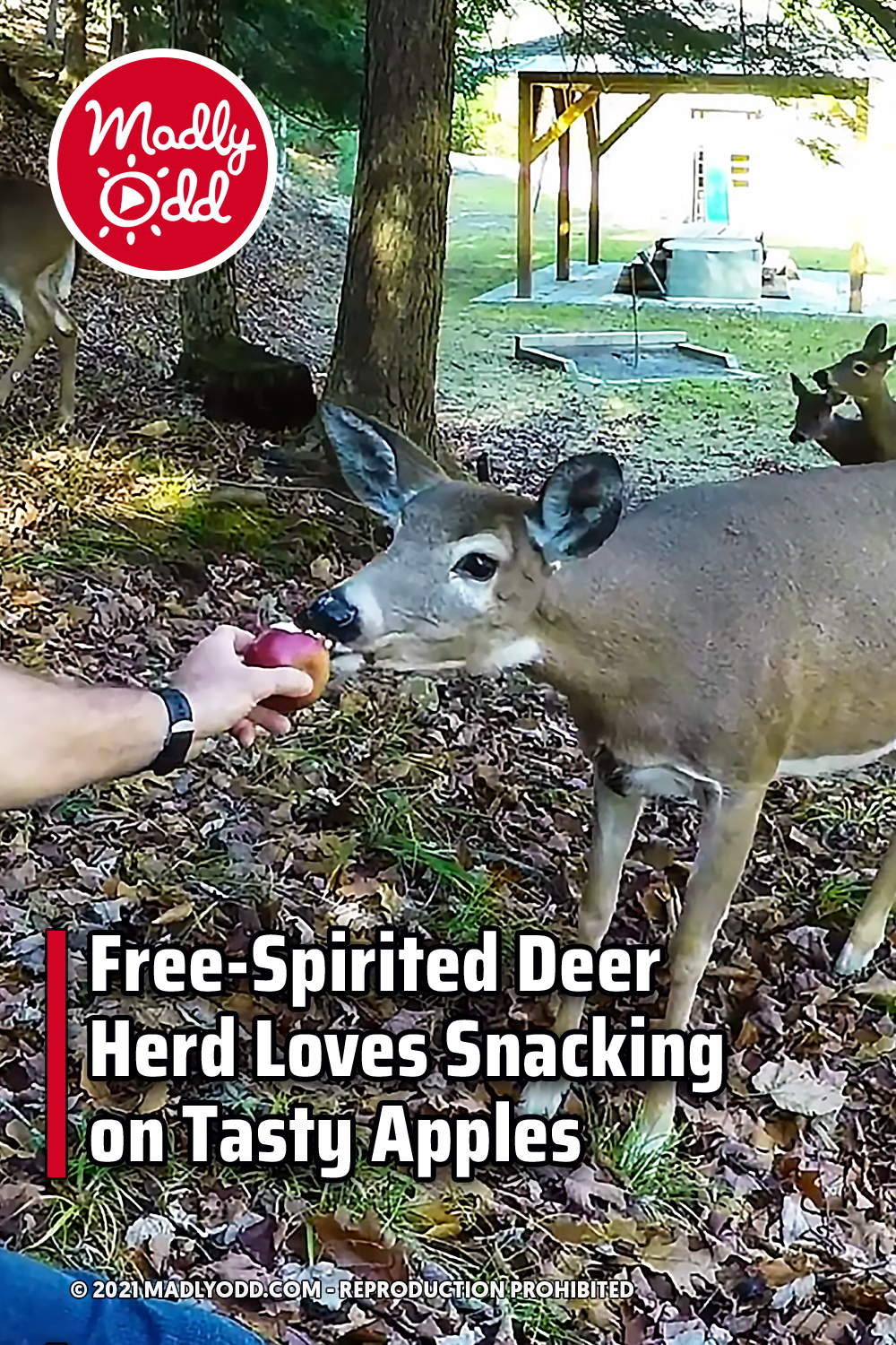 Free-Spirited Deer Herd Loves Snacking on Tasty Apples